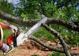 Best Weed Control  in Liolnton, NC